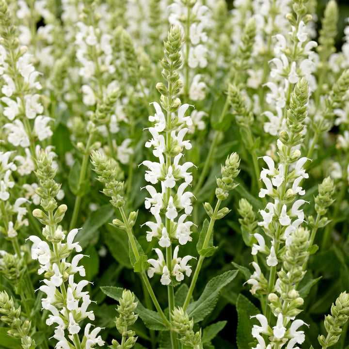 24 Salvia nemorosa 'Schneehügel' woodland sage plants in 11cm pots - view 5