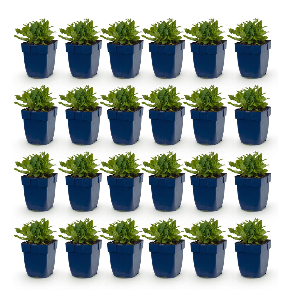 24 Salvia nemorosa 'Schneehügel' woodland sage plants in 11cm pots - view 2