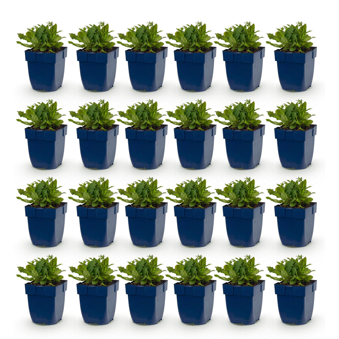 24 Salvia nemorosa 'Schneehügel' woodland sage plants in 11cm pots - view 2