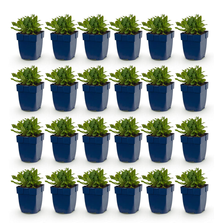 24 Salvia nemorosa 'Schneehügel' woodland sage plants in 11cm pots - view 2