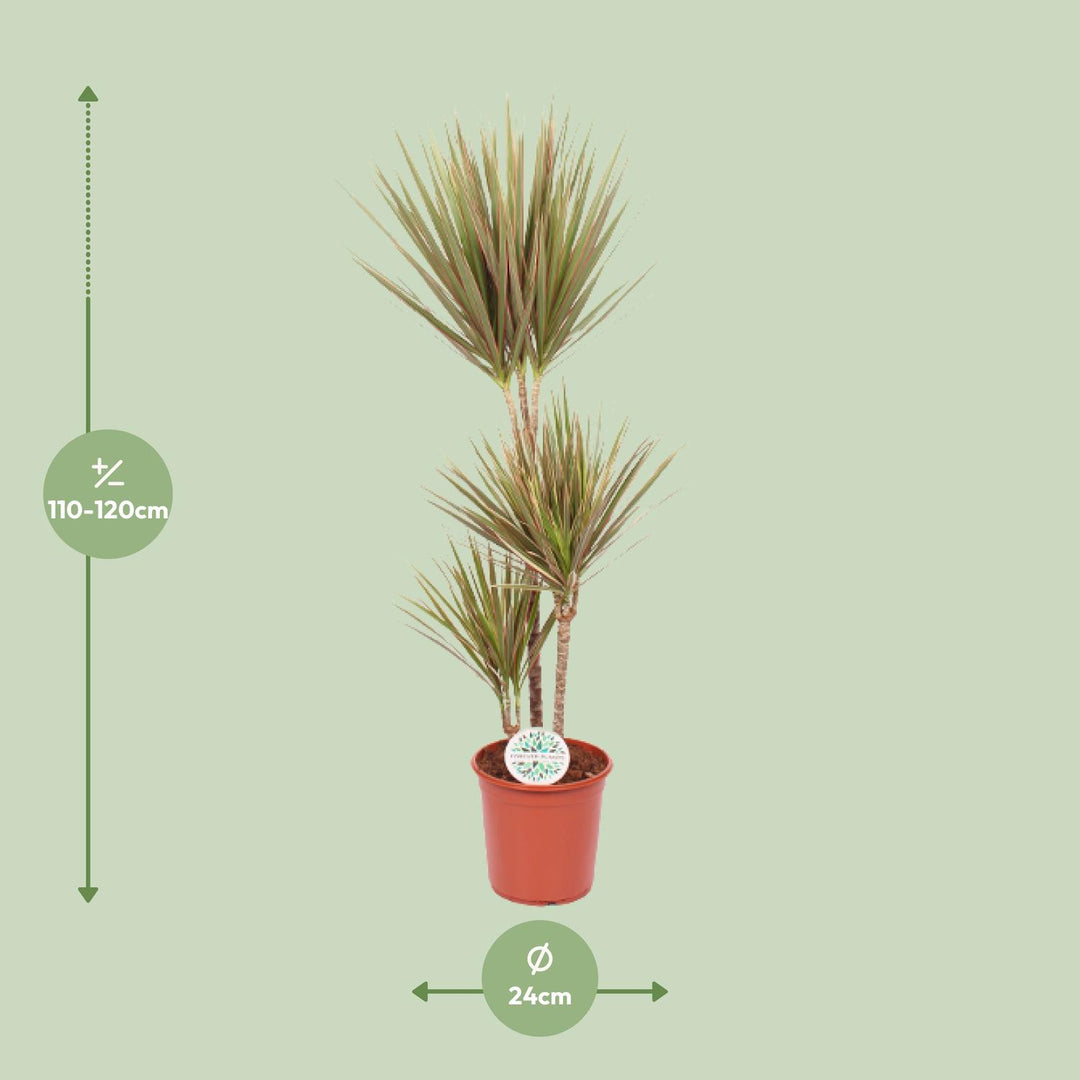 Dragon Tree (Dracaena) - view 2