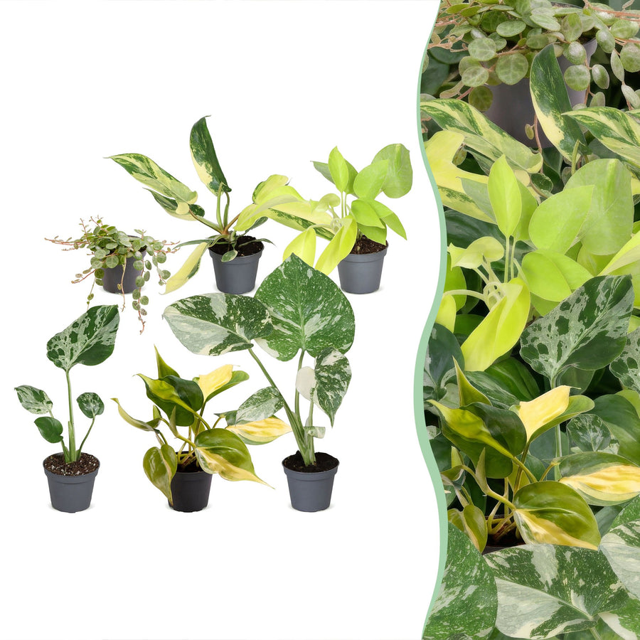 Baby Tropical Mix, six tropical houseplants in 6cm pots