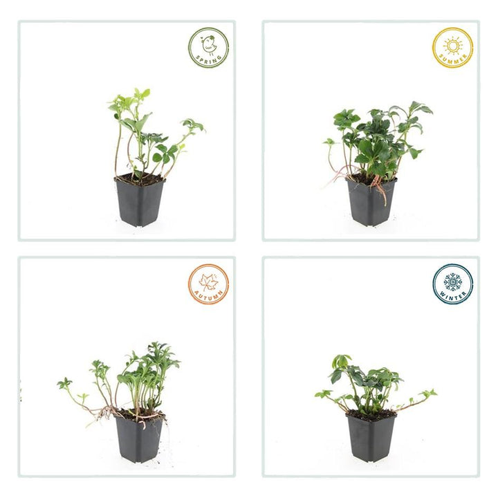 48x Pachysandra terminalis 'Green Sheen' - Evergreen Ground Cover - 9cm Pot