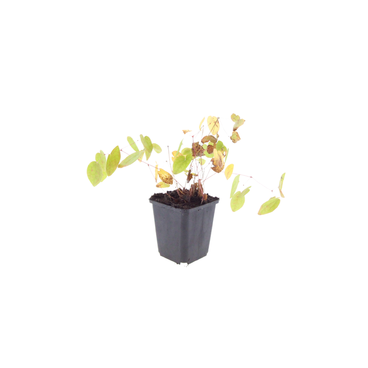 60x Epimedium y. 'Niveum' - ↕10-25cm - Ø9cm