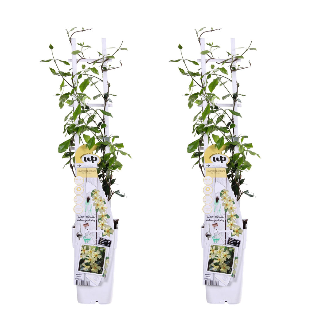 2x - Trachelospermum 'Star of Toscana' - ↨65cm - Ø15