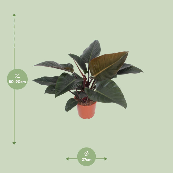 Philodendron Congo Red Plant - Air Purifying Houseplant 27cm Pot