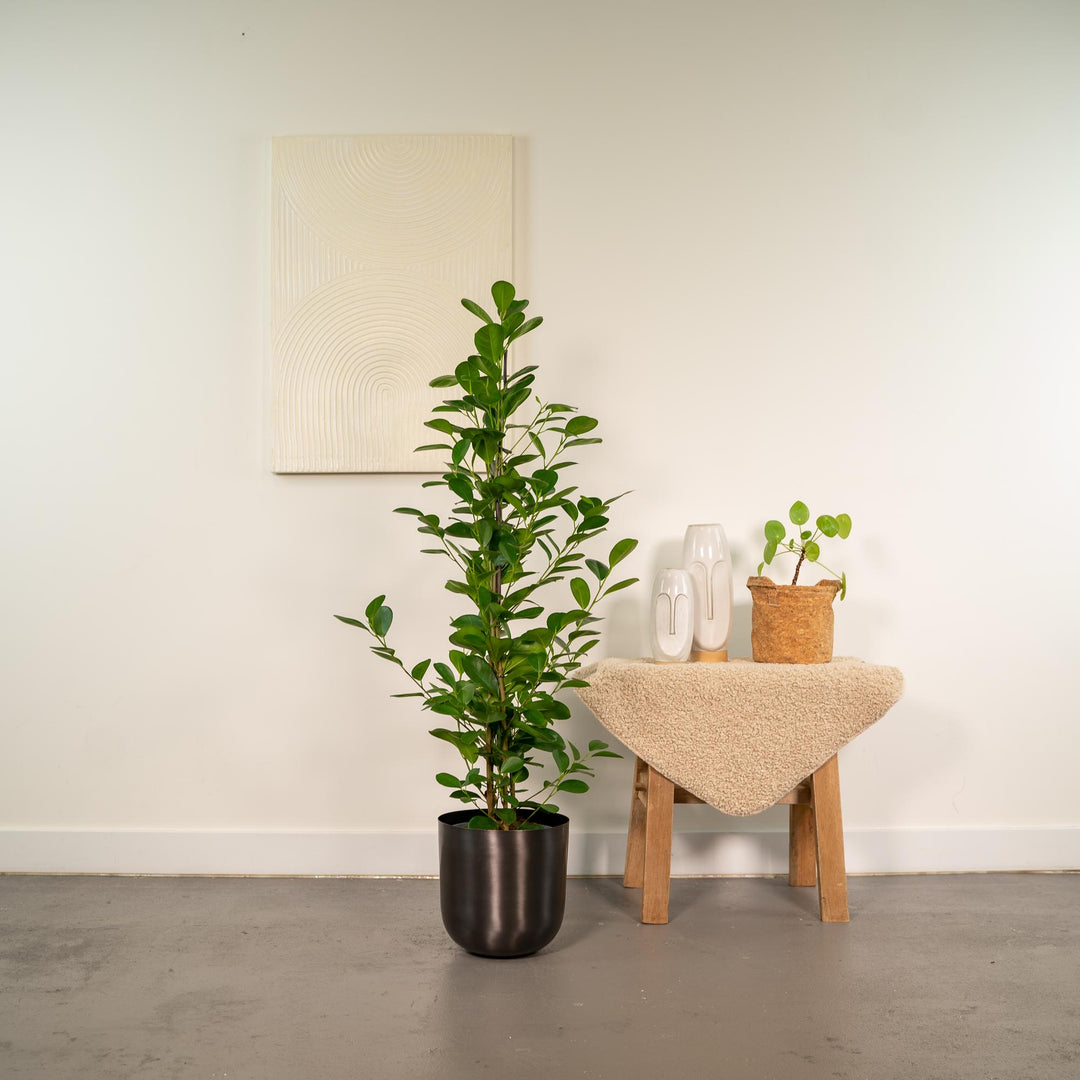 Ficus Microcarpa Moclame 95cm - Air Purifying Indoor Plant