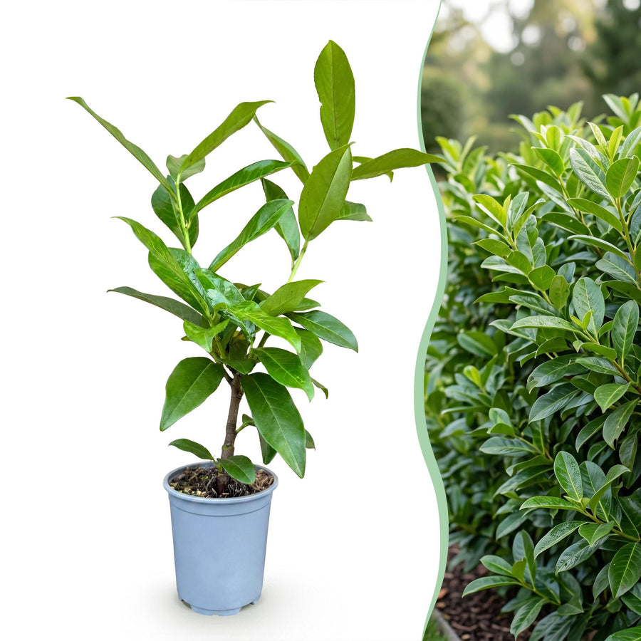 40 Prunus laurocerasus 'Novita' cherry laurel plants in 9cm pots, 25-35cm tall - view 3