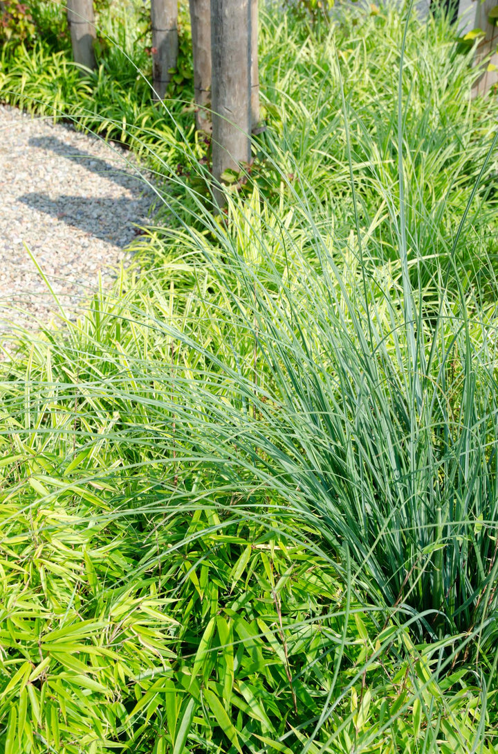 4x Fargesia Rufa Bamboo Plants 60cm Non-Invasive Clumping Bamboo