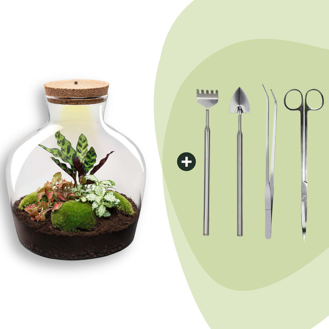 DIY terrarium - Fat Joe Red - ↕ 30 cm - Rake + Shovel + Tweezer + Scissors