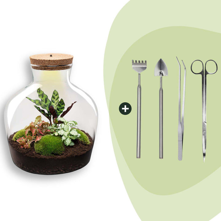 DIY terrarium - Fat Joe Red - ↕ 30 cm - Rake + Shovel + Tweezer + Scissors