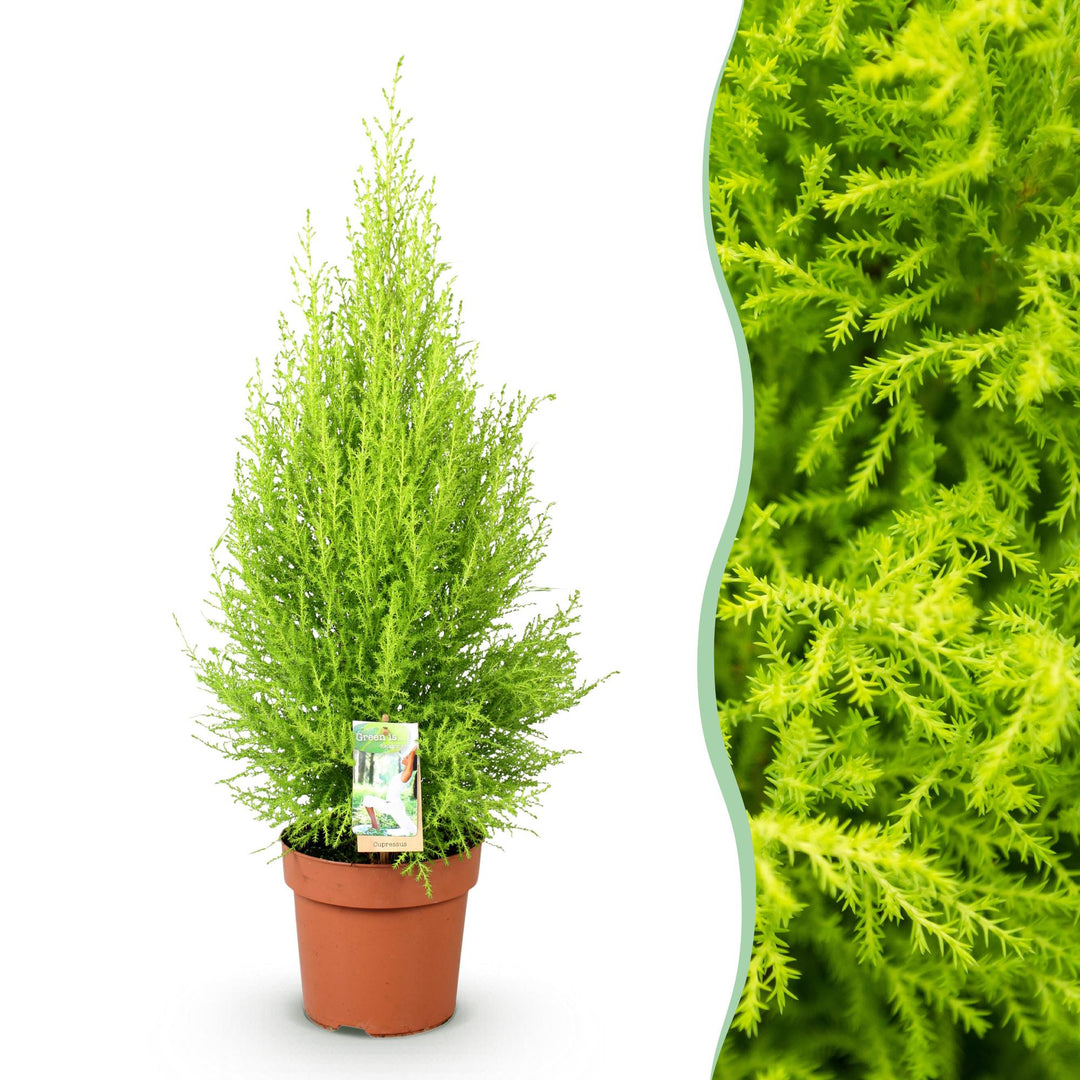 Cupressus 'Goldcrest Wilma' golden lemon-scented conifer, 21cm pot, 85-95cm