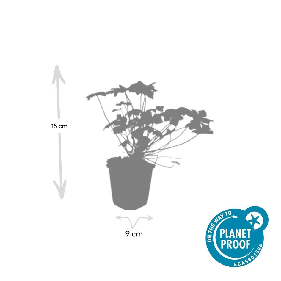 Geranium Tiny Monster - Compact Blue Perennial Plants (60 Pack)