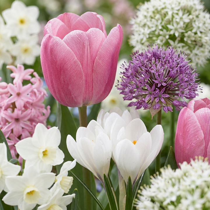 500x Bulb Garden Pink - Jardin de bulbes rose - Divers - Floraison estivale - Calibre 10/12