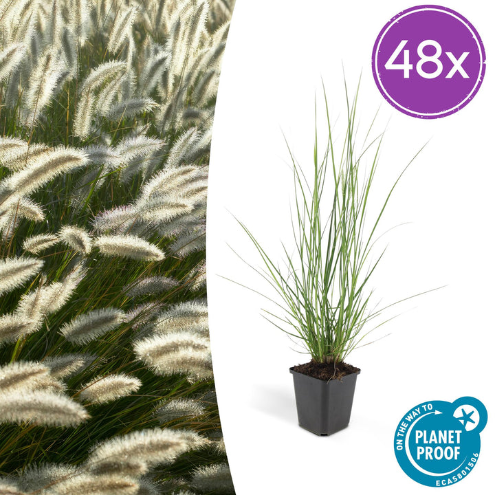 48x Dwarf Fountain Grass Hameln - Compact Ornamental Grass 10-25cm