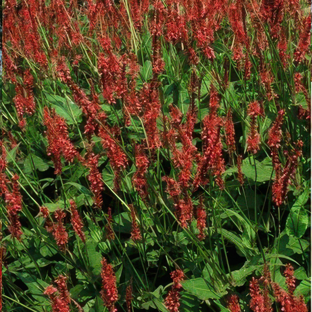 Persicaria amplexicaulis plant, vibrant red flowers, height 10-25cm, brand Everspring, 9cm diameter pot.