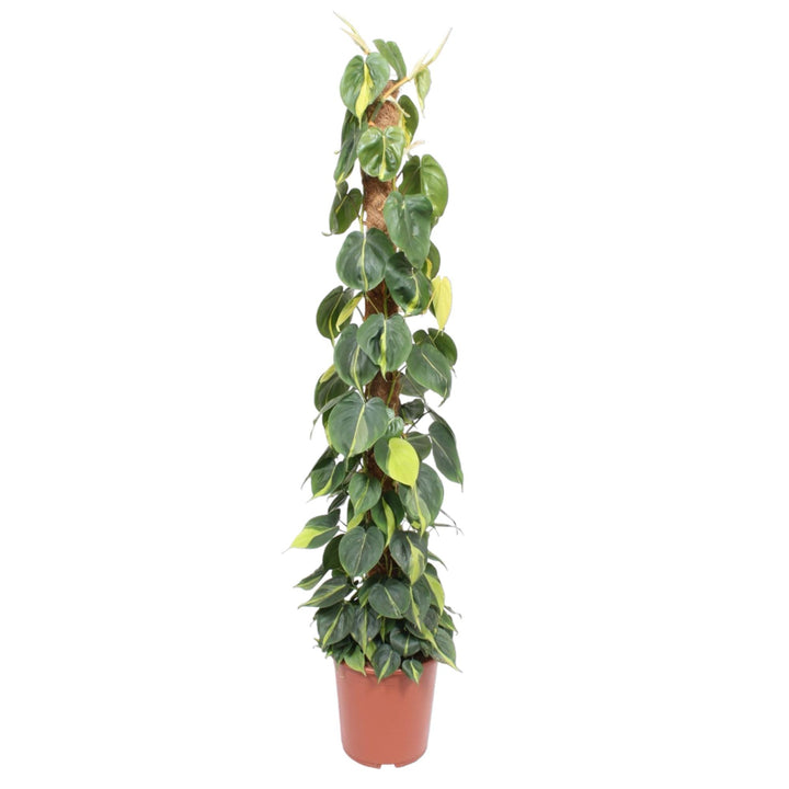 Philodendron Green Wonder - Heart-Shaped Leaves Indoor Plant
