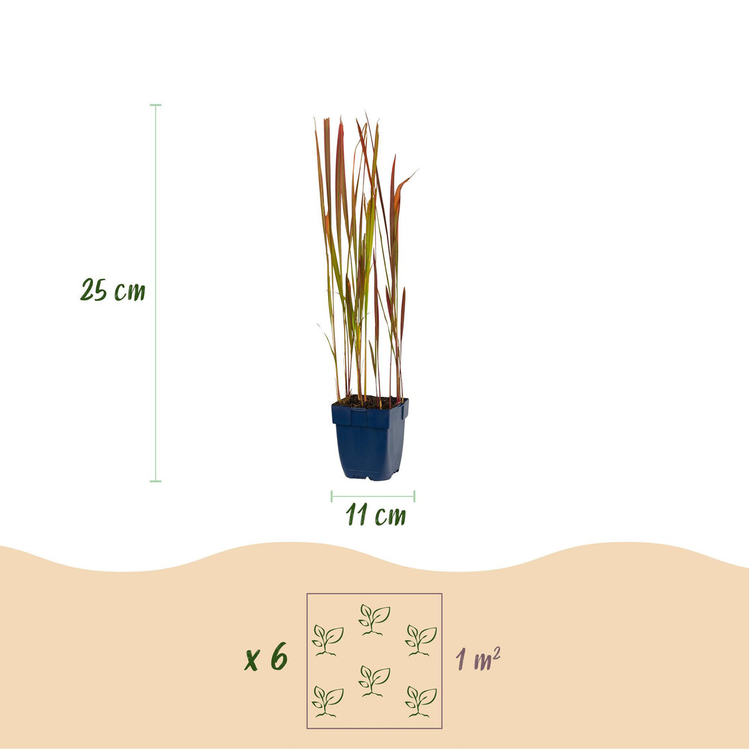 24x Imperata cylindrica Red Baron Japanese blood grass in 11cm pots - view 3