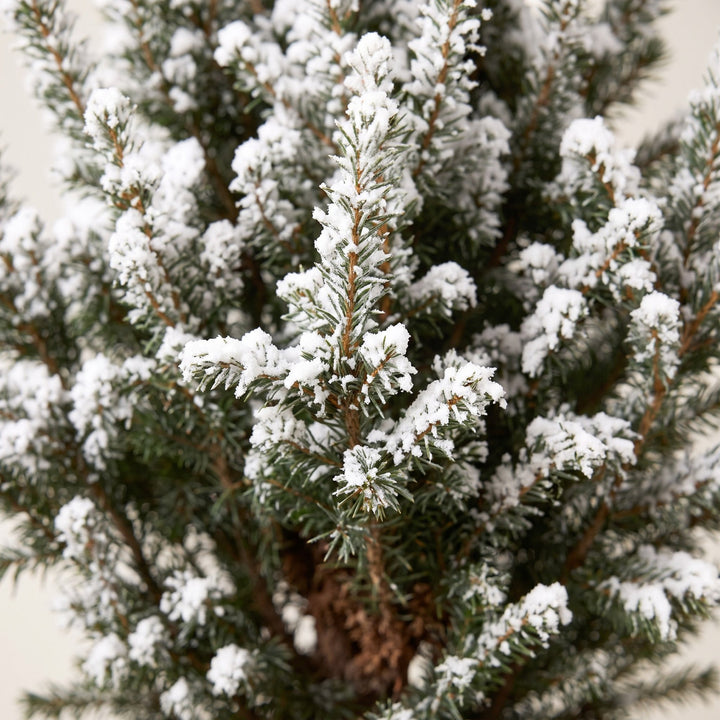 Picea glauca Conica Dwarf Alberta Spruce Christmas tree in Ø17cm pot, image 4