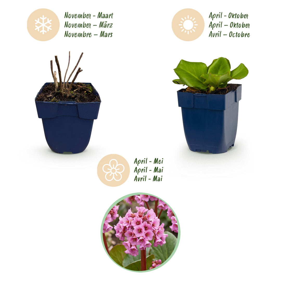 24x Bergenia cordifolia elephant's ears plants in 11cm pots - view 4