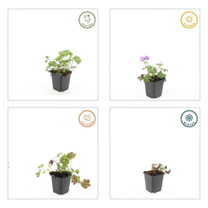 48 geranium plants 'Cambridge' in 9cm pots, height 10-25cm, by Everspring, featuring vibrant green foliage.