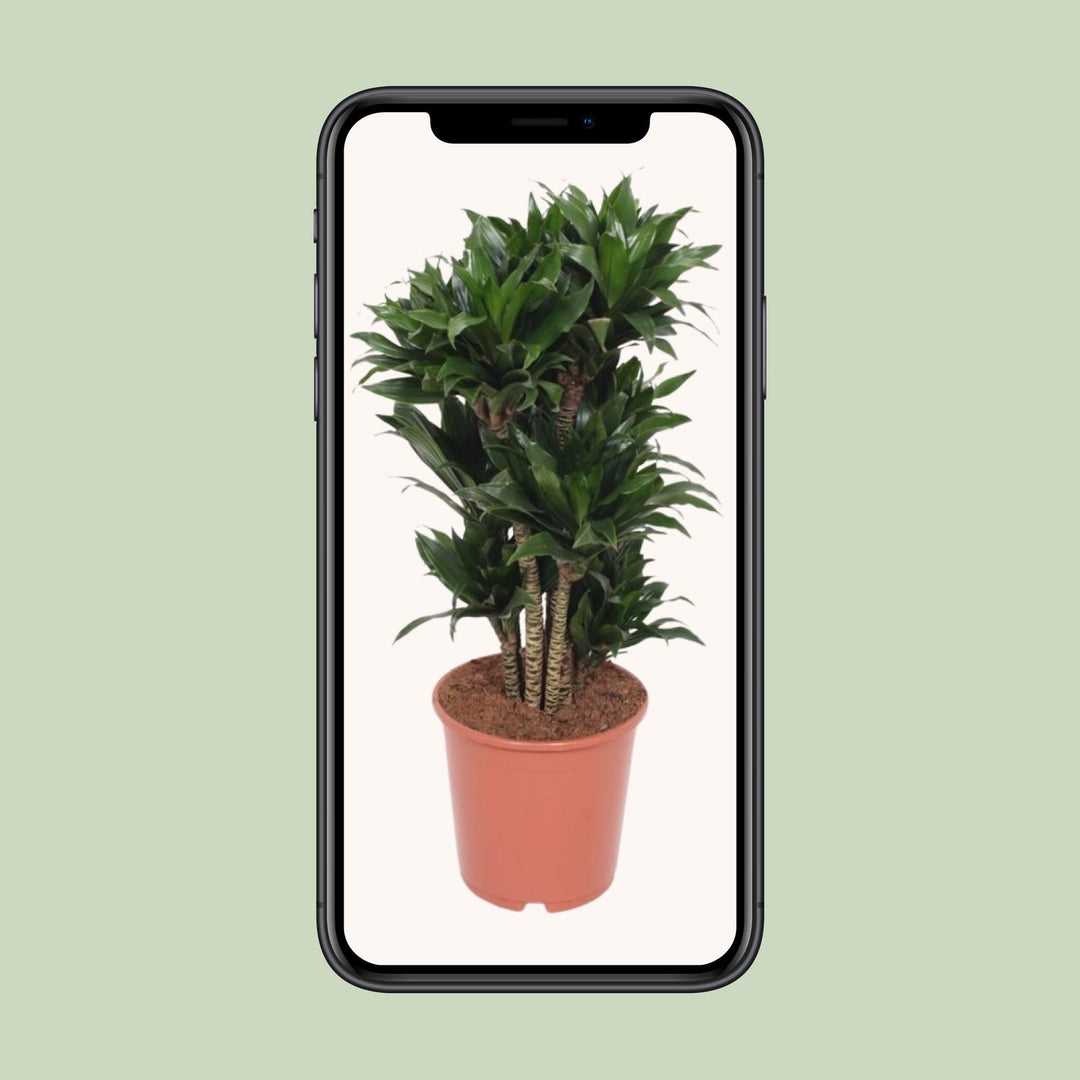 Dracaena Compacta Dragon Tree - 80cm Air Purifying Houseplant