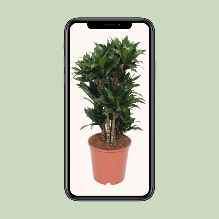 Dracaena Compacta Dragon Tree - 80cm Air Purifying Houseplant