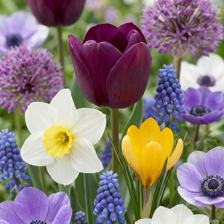 1000x Bulb Garden Mix - Mélange de bulbes pour jardin - Divers - Floraison estivale - Calibre 10/12