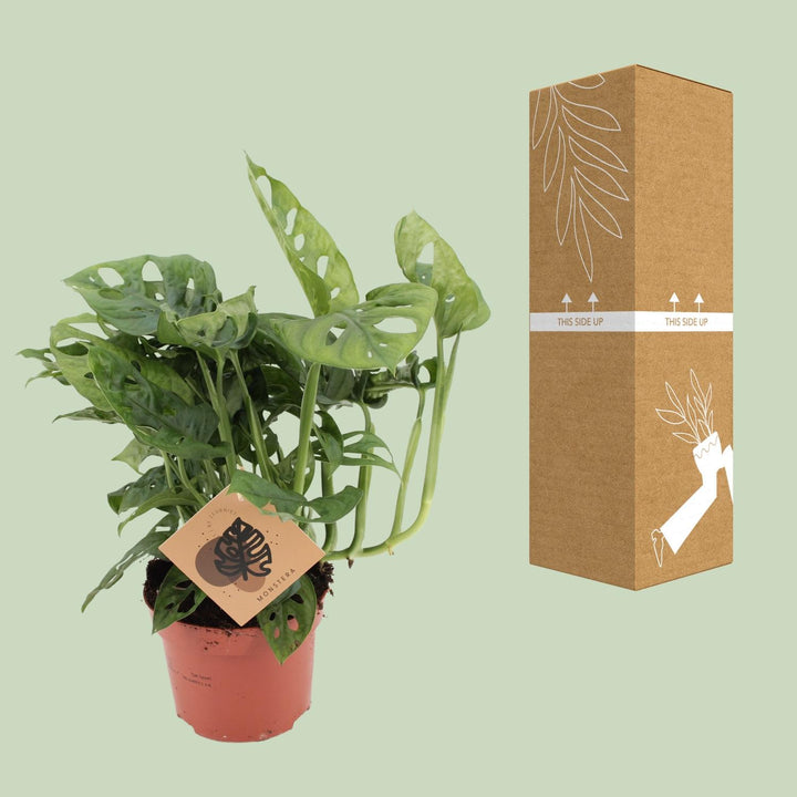 Monstera Deliciosa Plant 12cm Pot - Swiss Cheese Plant 30cm
