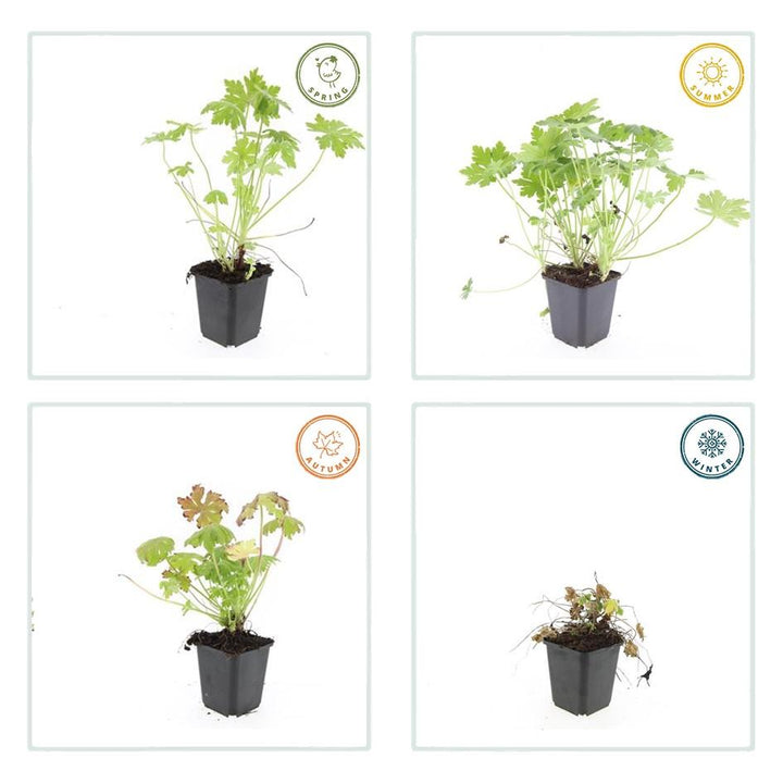 Geranium Macrorrhizum - Hardy Groundcover Plants | 60 Pack