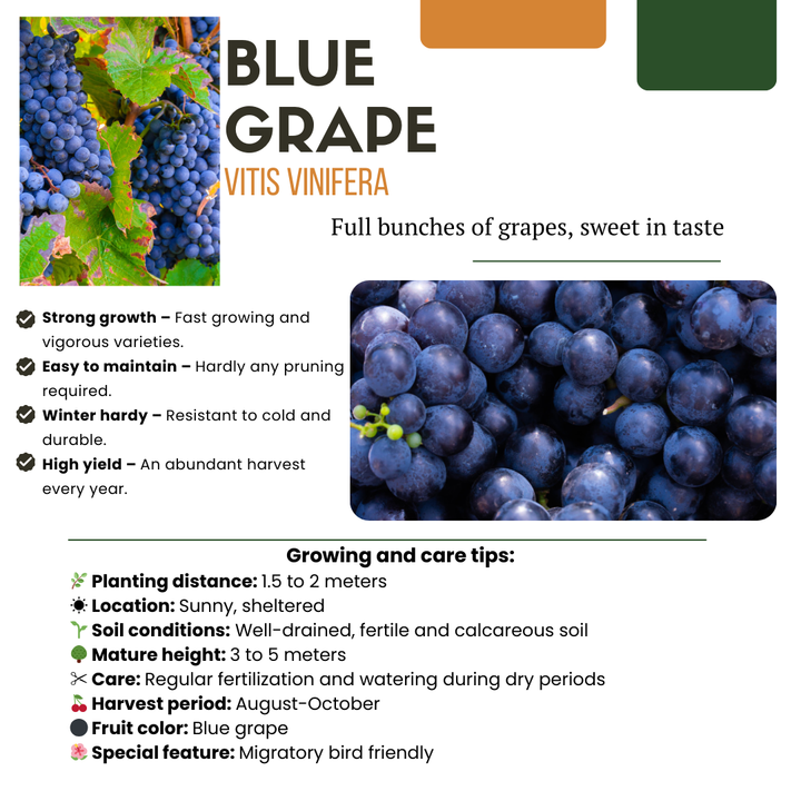 6 organic grape plants in 13 cm pots, 20 cm tall, featuring blue grapes, by Everspring.