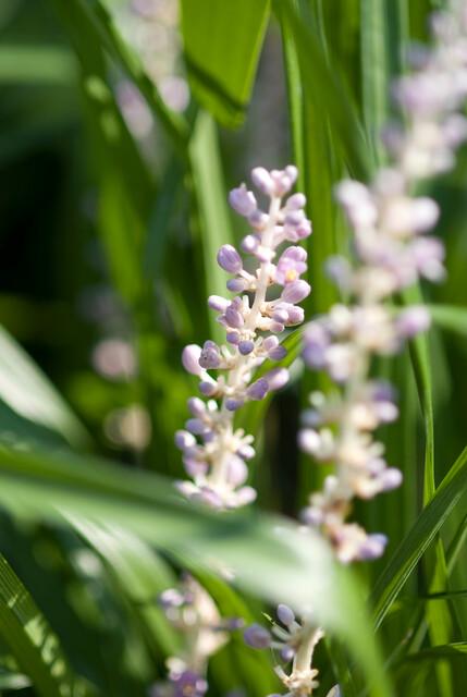 Liriope Muscari Monroe White - Evergreen Groundcover Plants