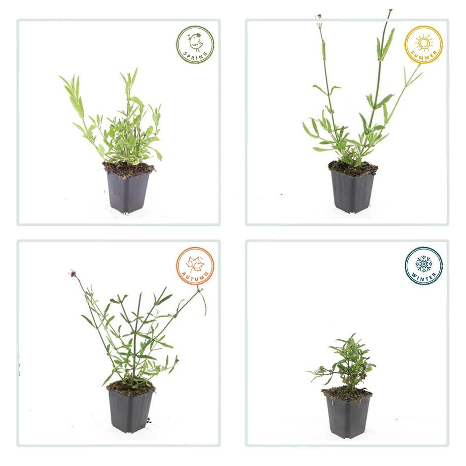 48x Verbena bonariensis - ↕10-25cm - Ø9cm