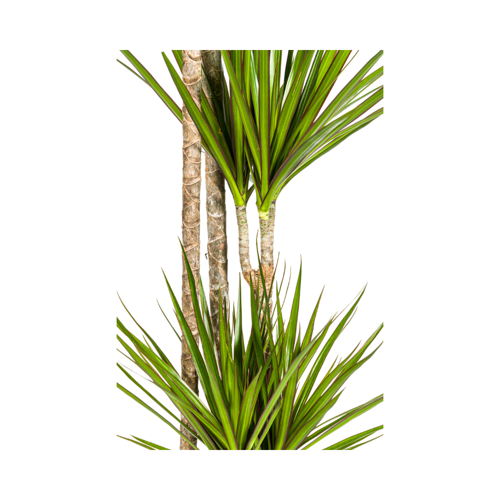 Dragon Tree (Dracaena marginata) - view 2