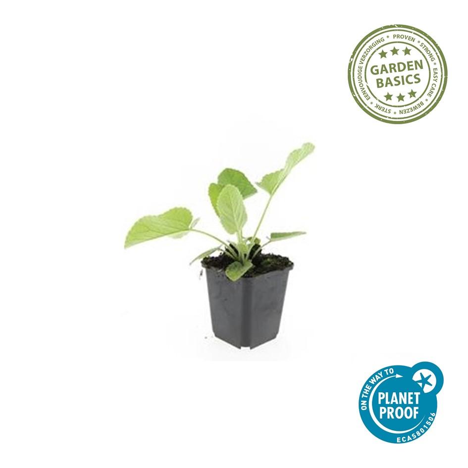 40x Phlomis russeliana Hardy Jerusalem Sage - 9cm Pot - 10-25cm