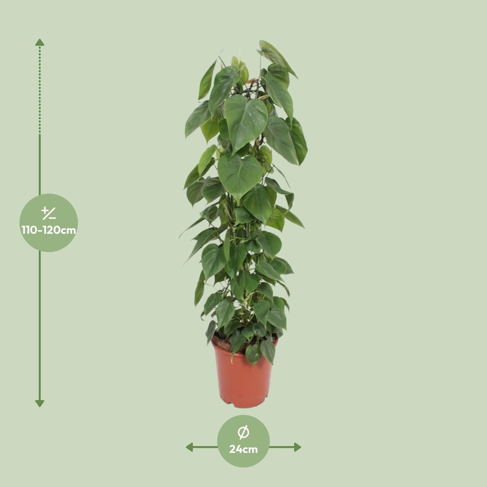 Heartleaf Philodendron trailing indoor plant with lush green foliage, 120cm long, by Everspring