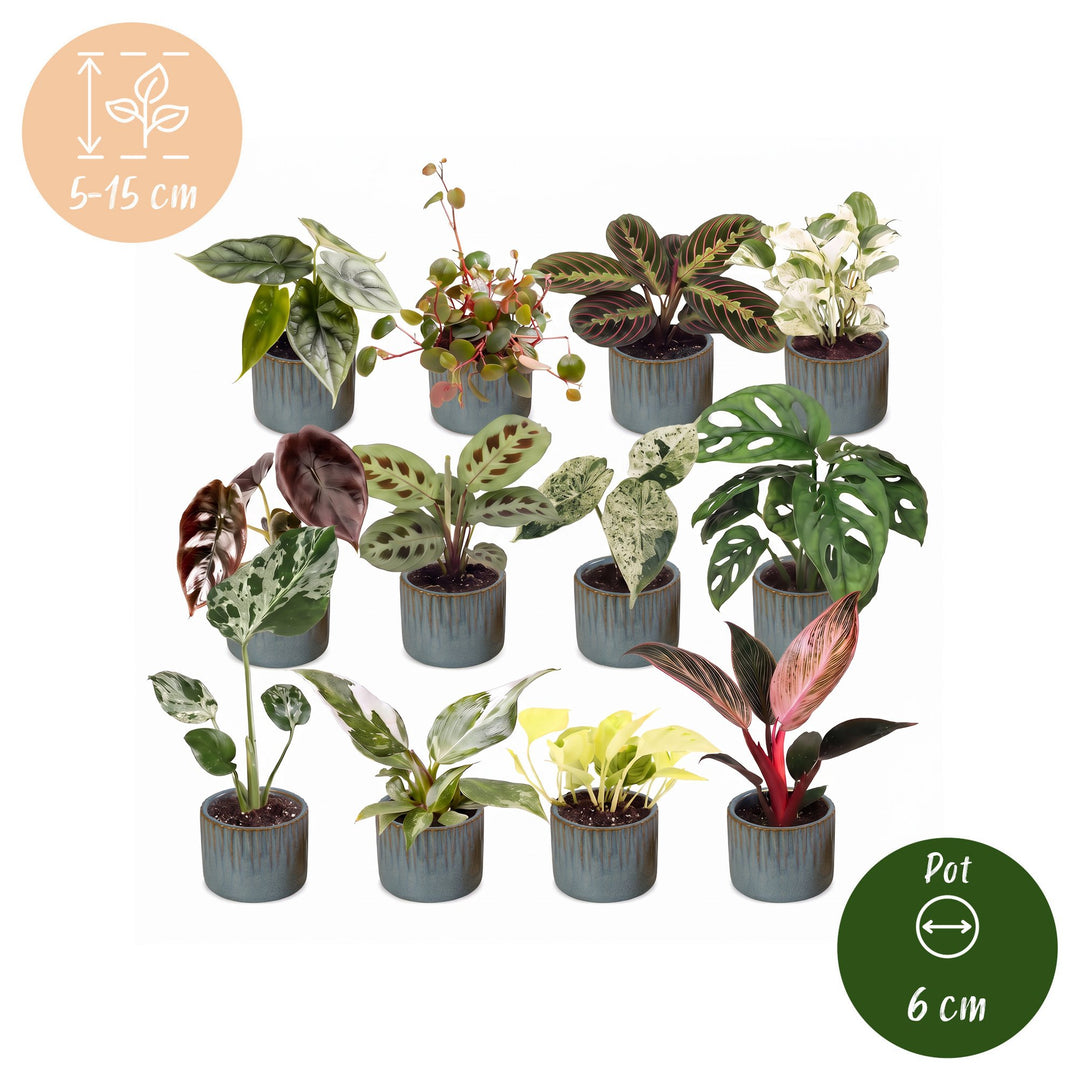 Baby Plants Surprise Box, 12 tropical plants in 6cm pots, image 5