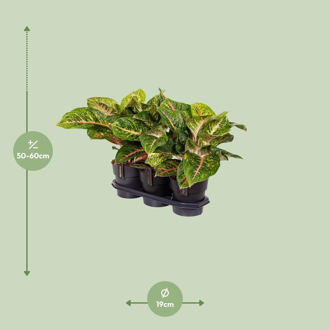 Aglaonema Spring Red Houseplant 60cm - Low Light Indoor Plant