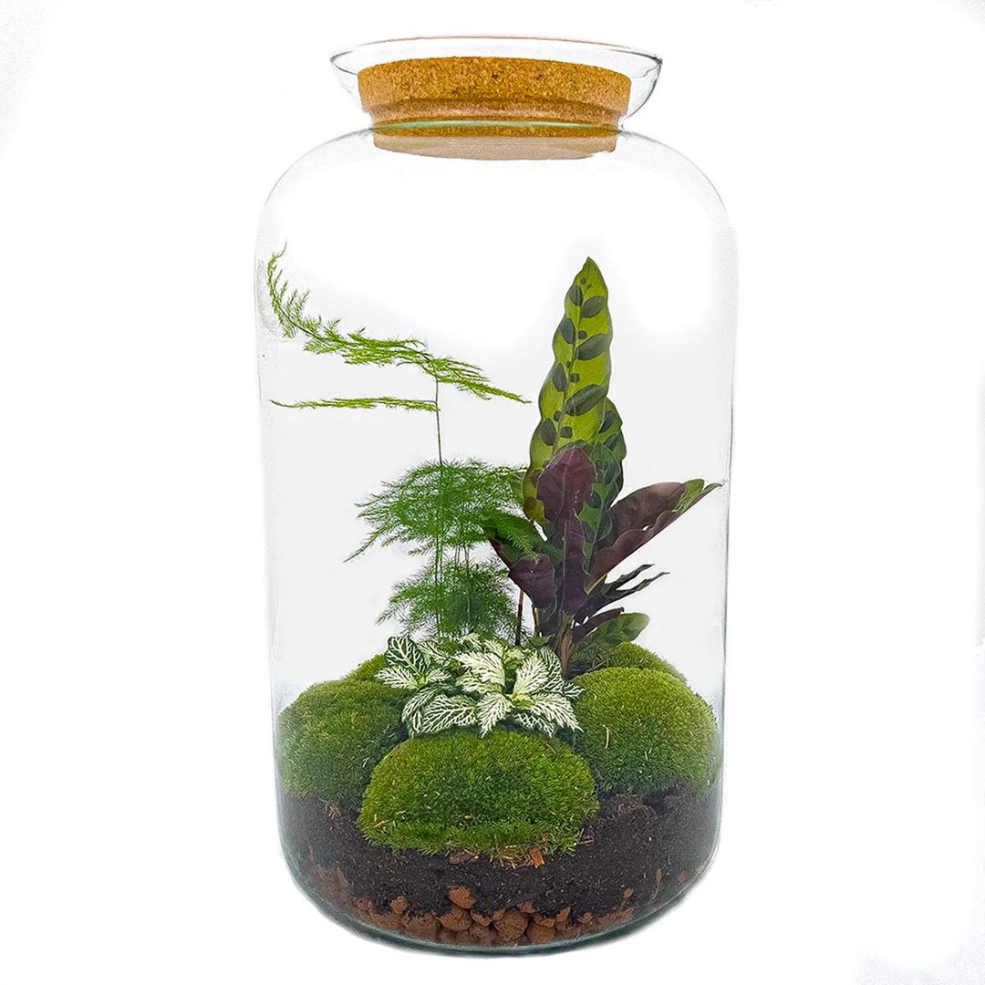 DIY Terrarium Kit Botanical Sven XL - Glass Bottle 43cm Cork Lid