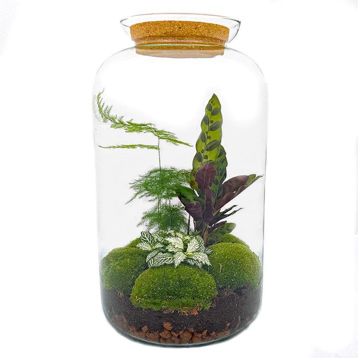DIY Terrarium Kit Botanical Sven XL - Glass Bottle 43cm Cork Lid