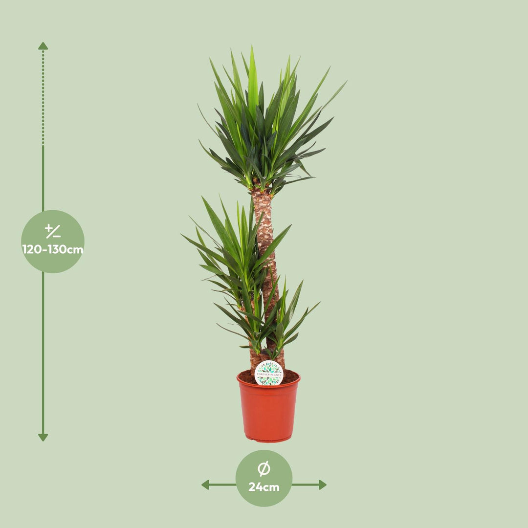 Yucca Elephantipes (Spineless Yucca): Elegant 125cm Tall, Ø24cm Pot – Air-Purifying & Low-Maintenance!