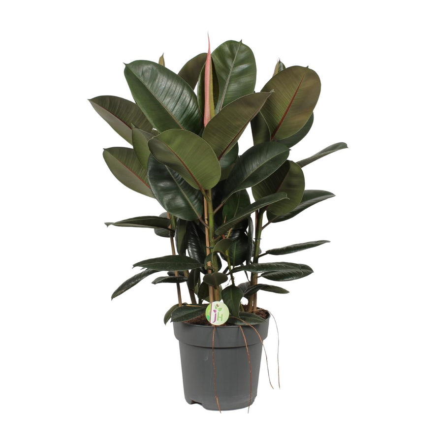 Large Ficus Robusta rubber plant in a decorative pot, ideal for low light indoor spaces, by Everspring.