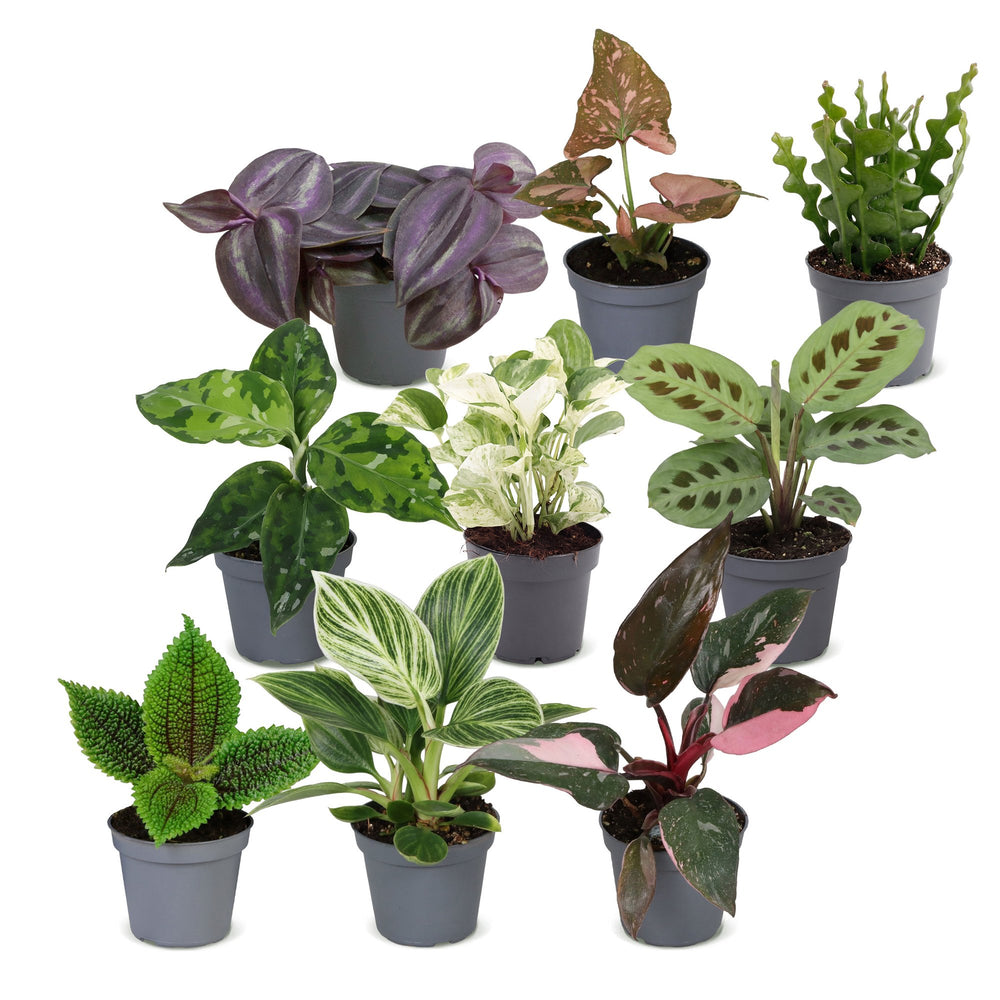 Baby Plants Surprise Box, 9 mixed tropical plants in 6cm pots, image 2