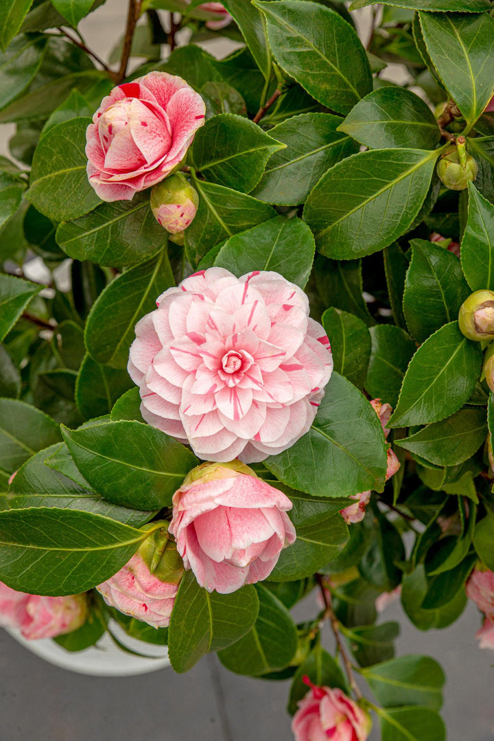 Camellia japonica Bonomiana - Ø19 - ↨65cm