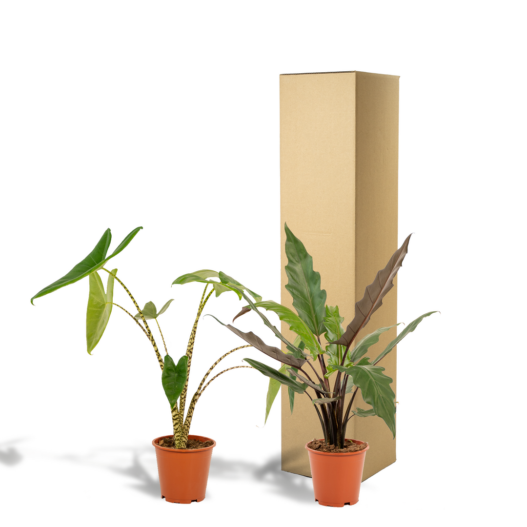Alocasia Zebrina Plant - Zebra Striped Stems - 75cm Indoor Plant