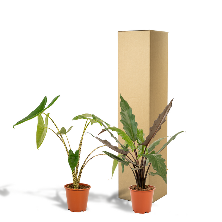 Alocasia Zebrina Plant - Zebra Striped Stems - 75cm Indoor Plant
