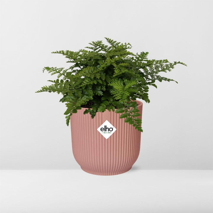 Crested Bird's Nest Fern (Asplenium 'Parvati') in a pink ELHO Vibes pot, view 6
