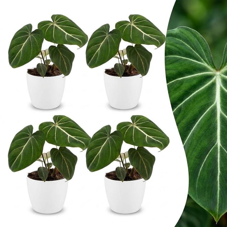 Four Philodendron gloriosum plants with velvety heart-shaped leaves in white decorative pots