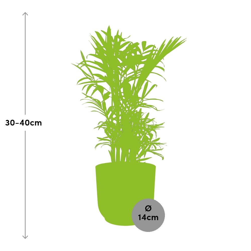 Chamaedorea Elegans - Dwarf Mountain Palm Indoor Plant Low Light