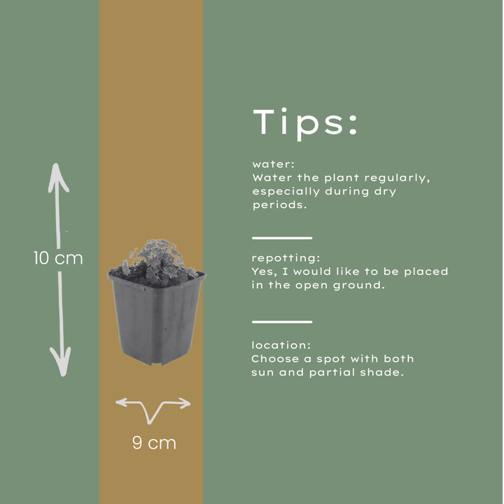 24x Geranium cin. 'Ballerina' - ↕10-25cm - Ø9cm